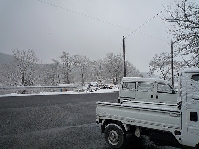 本日は雪です。