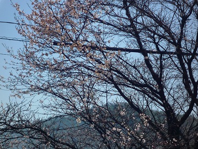 会社の守護桜、今年も開花